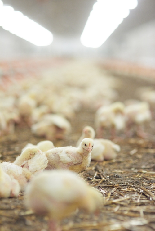 Environmentally Friendly Poultry